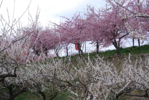 善地会場の梅林と河津桜の様子
